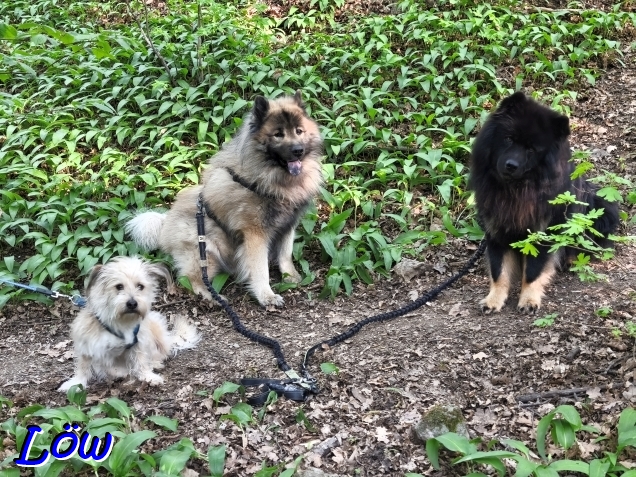 17.4.2026 - Teddy und die L&ouml;wen
